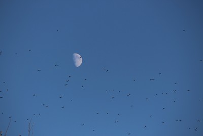 waning moon in blue sky