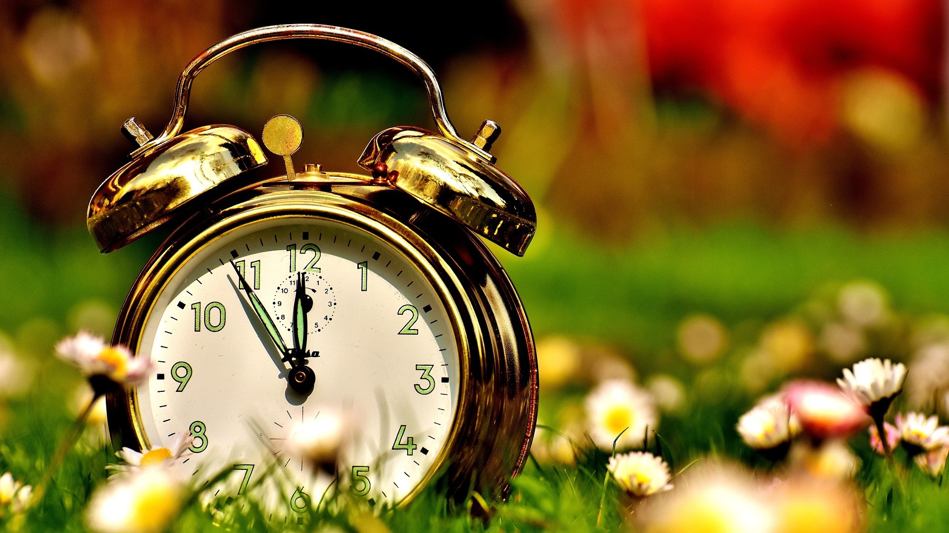 Alarm clock in a field of flowers